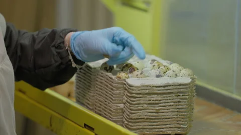 Worker deals with the Quail eggs sorting process at the poultry farming facility Stock Footage 277707570