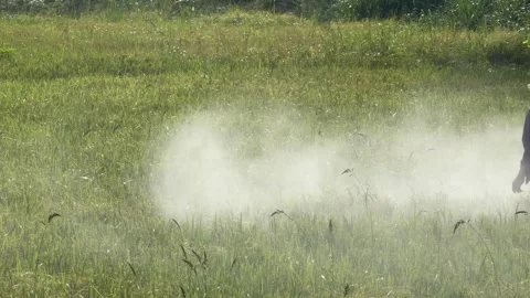 A worker directs a spraying stream over tall rice vegetation during seasonal 動画素材 332029725