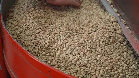 A worker distributes green coffee beans in a machine before roasting Vídeo Stock 220057581