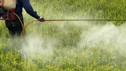 A worker distributes treatment spray across a section of mature rice plants Vídeo Stock 332416713