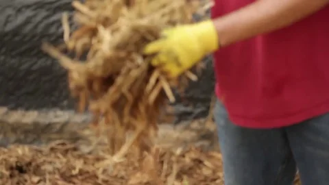 Worker Distributing Hay on Ground Stock Footage 81751717