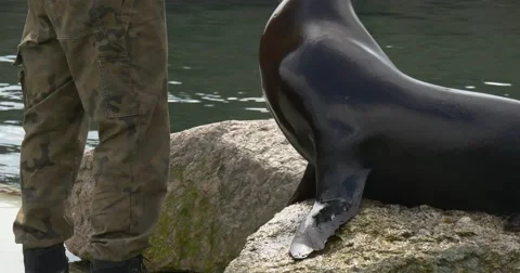 Worker Drips a Special Solution on Eyes of a Seal Stock Footage 61941203