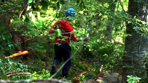 Worker drives a cable to pull the trees Stock Footage 105432645