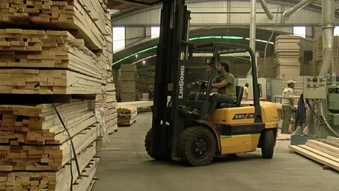 Worker Driving Forklift in Lumber Processing Factory with Stacks of Timber  Stock Footage 241875102