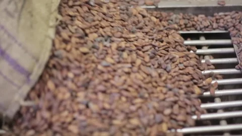 Worker empties a gunny sack full of unpeeled cocoa beans in a chocolate factory Video stock 244316965