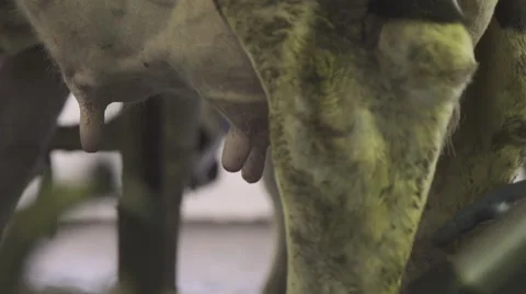 Worker establishes teat cups close-up on cow's udder Stock Footage 63873038