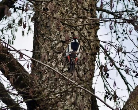 Worker examines tree crevice carefully. Maintenance specialist inspects cav.. 写真素材
