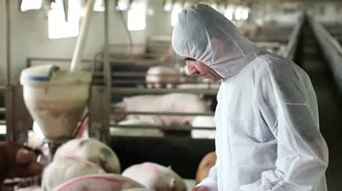 Worker on a farm of pigs Stock Footage 24672549