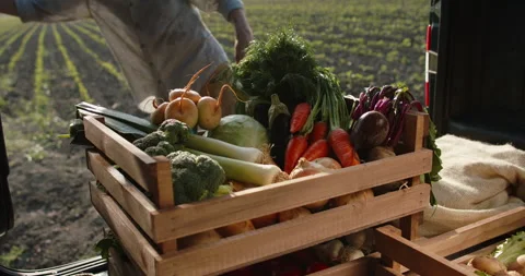 Worker on farm putting boxes with fresh vegetables in trunk of truck. Food Vídeos de archivo 141649956