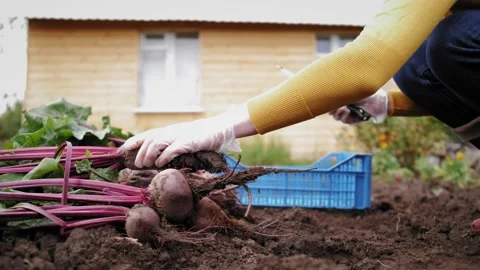 Worker on farm sortes beet greens leaves and beet root. Harvest season. Stock Footage 140608652