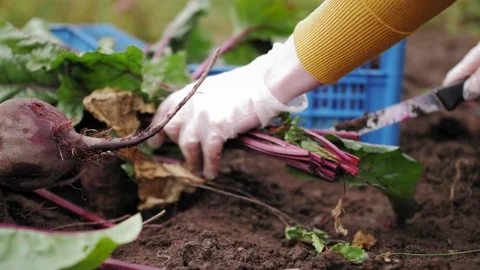Worker on the farm sortes beet greens leaves and beet root. Video stock 140667364