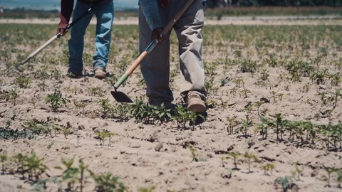 Worker at farm using hoe to till sandy field for agriculture Stock-Footage 120960089