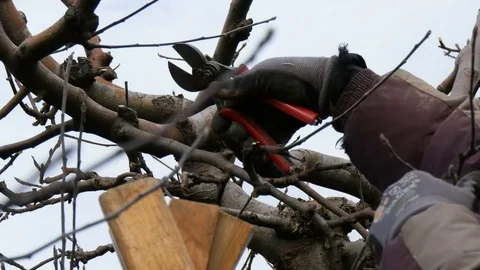 Worker farmer pruning apple tree in winter Stock Footage 83995160