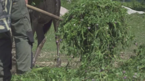 Worker Feed Animals In the Zoo Stock Footage 65817123