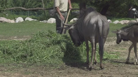 Worker Feed Animals In the Zoo Stock Footage 65818061