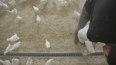 Worker feed chicks at farm Stock Footage 119346965