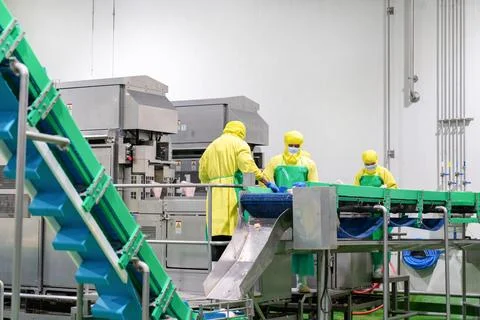 The worker feeds the whole chicken into the automatic chicken parts cutting.. Foto stock