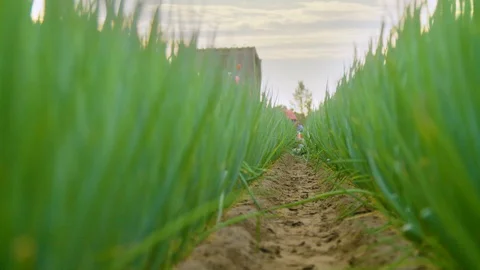 Worker on a Field full of Green Fresh Onions Stock Footage 124078813