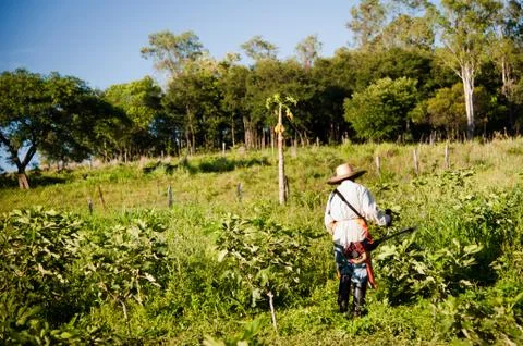 Worker on fig plantation Foto stock