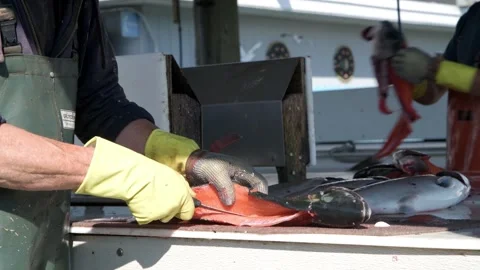 A worker fillets a fresh caught salmon for a customer in Valdez Alaska Видео 273955885