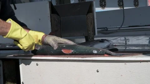 A worker fillets a fresh caught salmon for a customer in Valdez Alaska Video stock 273955903