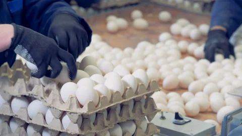 A worker is filling egg racks with eggs and then carrying them away Stock Footage 87614210