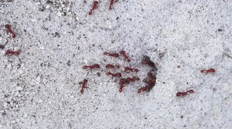 Worker Fire ants digging in sand Video stock 41472087