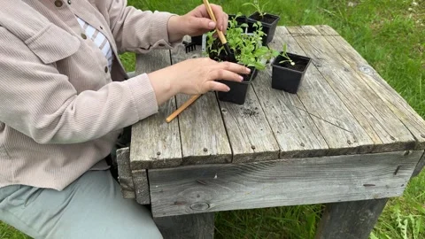 Worker with flower seedlings in spring. Selective focus. nature. Stock Footage 311205560