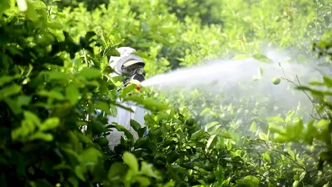 Worker fumigating plantation of lemon trees in Spain Stock-Footage 116506664