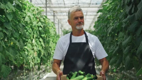 Worker, gardener, walks between rows of growing cucumbers in greenhouse with Video stock 278237146