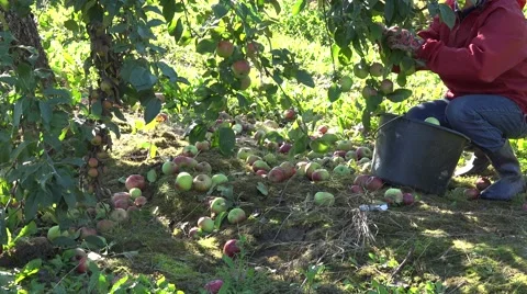 Worker gather fresh apple in apple tree plantation harvest. 4K Stock Footage 63625007