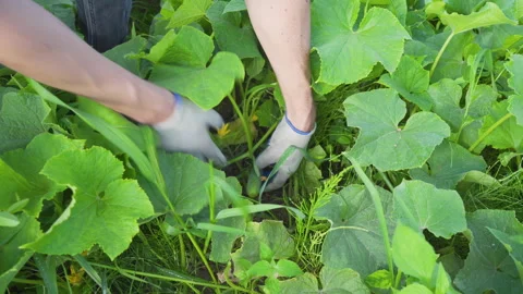 Worker gathering ripe cucumbers in a vegetable patch Stock-Footage 332974695