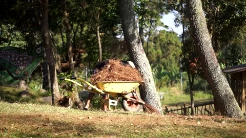 A worker gathers piles of dry leaves using a broom and a wheelbarrow in a park Видео 342807019