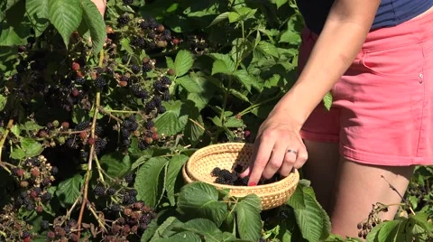 Worker girl harvest berry Stock Footage 58564456