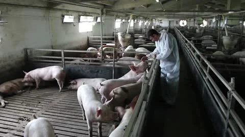 Worker giving food to pigs Video stock 24668244
