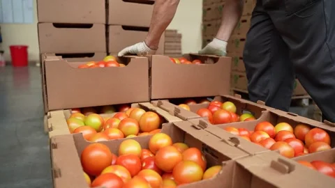 Worker in gloves packs ripe tomatoes into cardboard boxes at distribution center Stock Footage 320400353