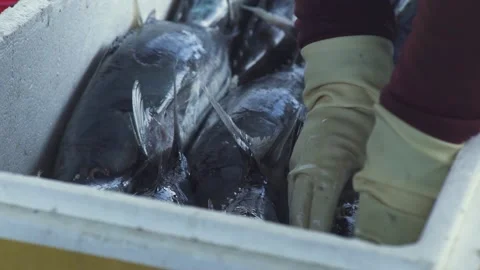Worker in gloves puts raw tuna fish to heap in container Video stock 142606783