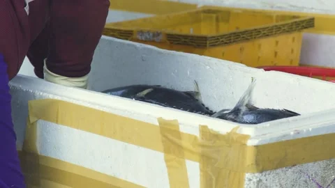 Worker in gloves puts tuna fish into container at market Stock Footage 142606564