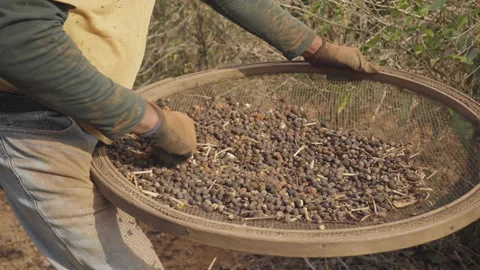 Worker with gloves separates impurities from the coffee bean Stock Footage 162926065