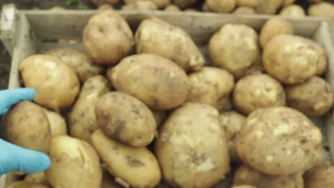Worker in gloves sorting fresh potatoes harvesting close up Vidéo 114623331