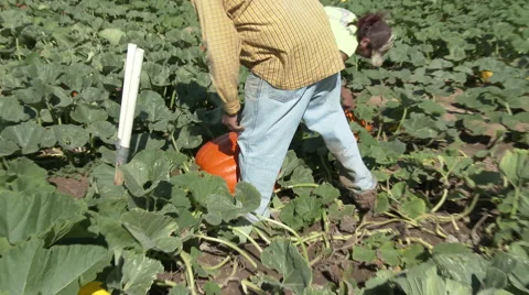 A worker grabs a pumpkin in a Texas field and rolls it into position, 4K. Stock Footage 67812566