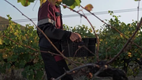 Worker in the grape fields carries crate of grape fruit Stock Footage 270063152