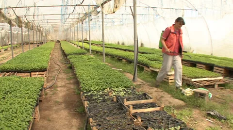 Worker in greenhouse Stock-Footage 39672769
