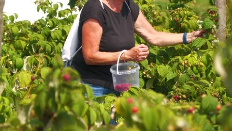 Worker Hand Picking Raspberries at Berry Farm in Slovakia Stock-Footage 345601838