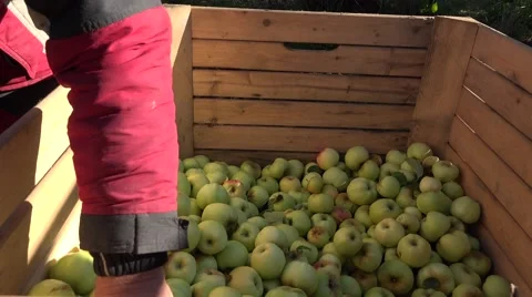 Worker hand pour fresh apple harvest in wooden box in garden. 4K Stock Footage 65967906