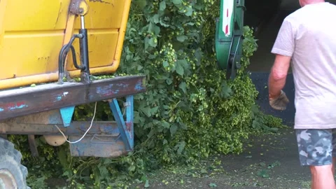 Worker Handling Harvested Hops During Processing Stock-Footage 345655552