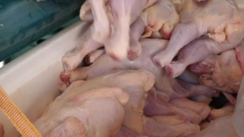 Worker Handling Raw Whole Chickens in a Poultry Processing Plant Stock-Footage 343587730