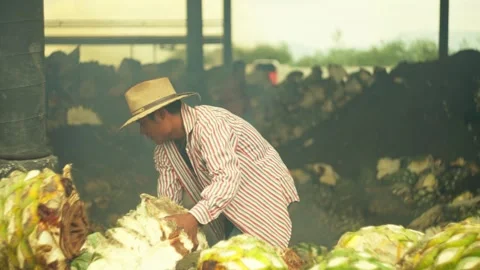 Worker Handling Roasted Agave Piñas at Mezcal Distillery Stock Footage 341437498