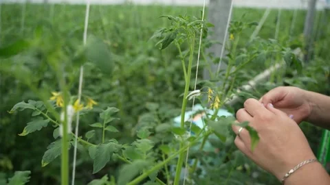 Worker hands carefully tying and supporting tomato plant in modern greenhouse Stock Footage 320400247