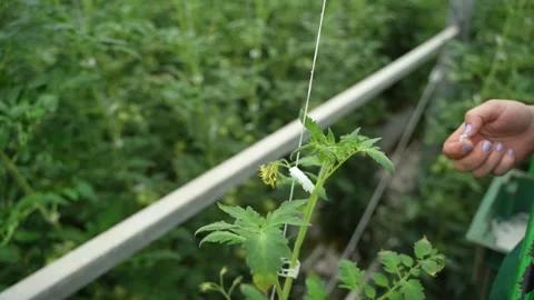Worker hands carefully tying and supporting tomato plant in modern greenhouse Stock Footage 320401007